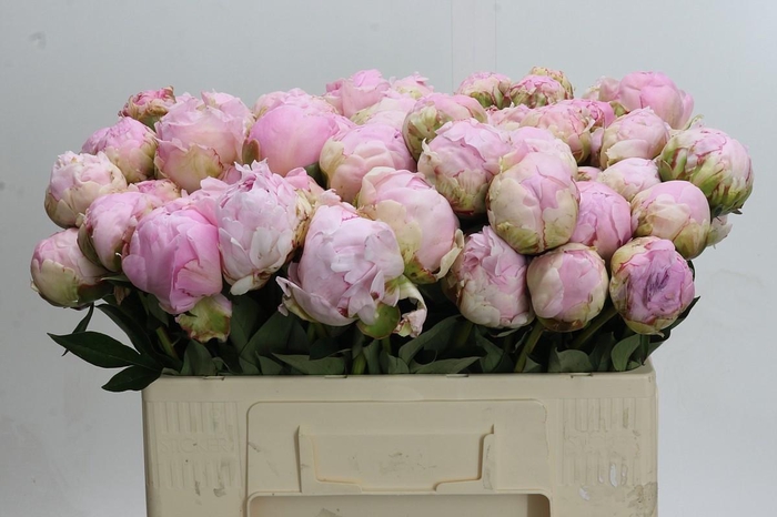 <h4>Paeonia Pillow Talk</h4>