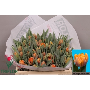 TU DU ORANGE PRINCES
