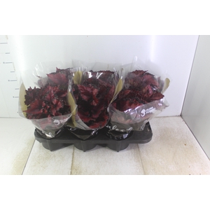 BEGONIA BELEAF INCA NIGHT P15 PO