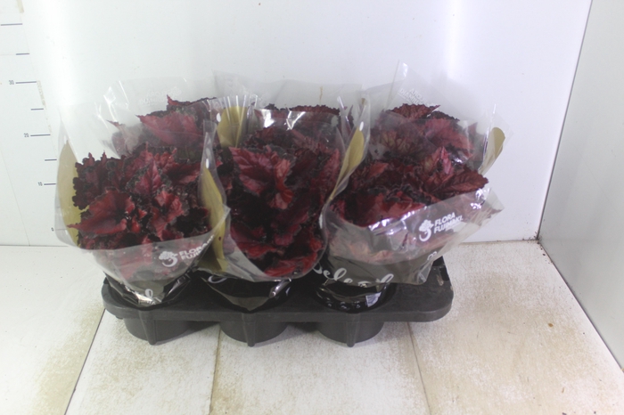 <h4>BEGONIA BELEAF INCA NIGHT P15 PO</h4>