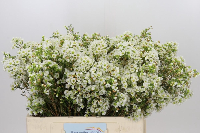 <h4>Chamelaucium Dawn Pearl</h4>