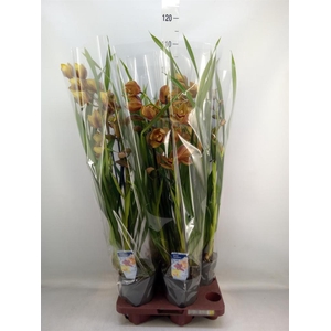 Cymbidium ...