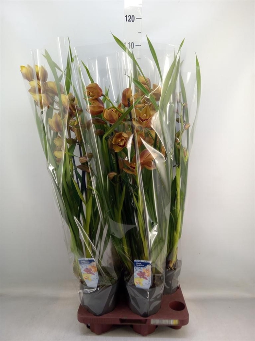 <h4>Cymbidium   ...</h4>