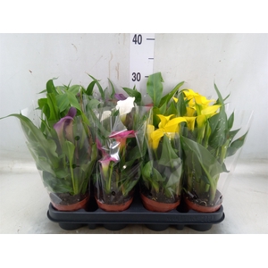 Zantedeschia   ...mix