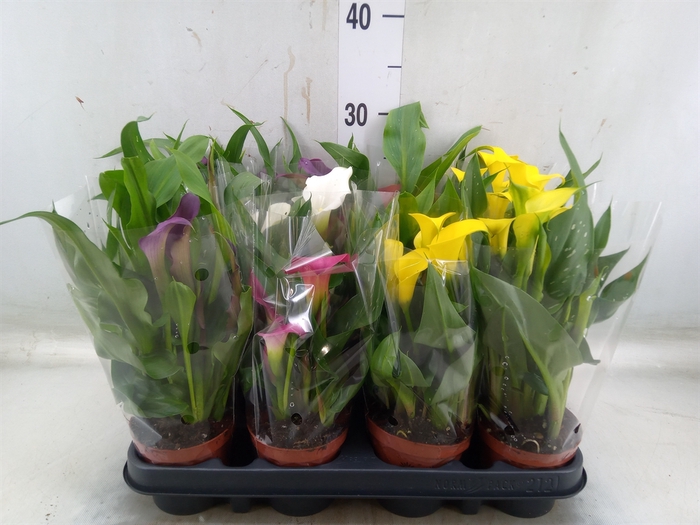 <h4>Zantedeschia   ...mix</h4>