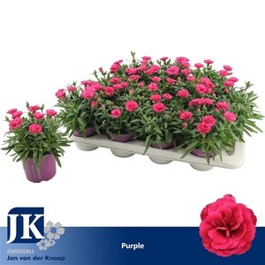 Dianthus P12 Purple TST