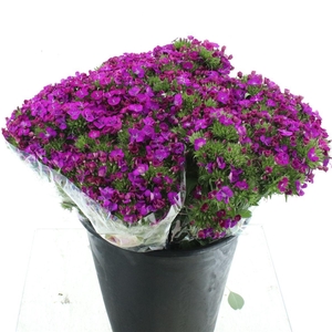Di Barb Amazon Purple Super