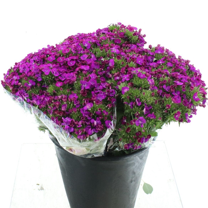<h4>Di Barb Amazon Purple Super</h4>