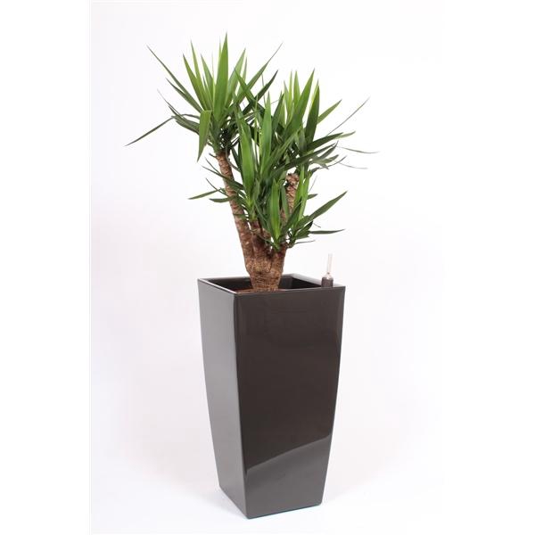 <h4>Yucce elephantipes in Piza pot "antraciet"</h4>