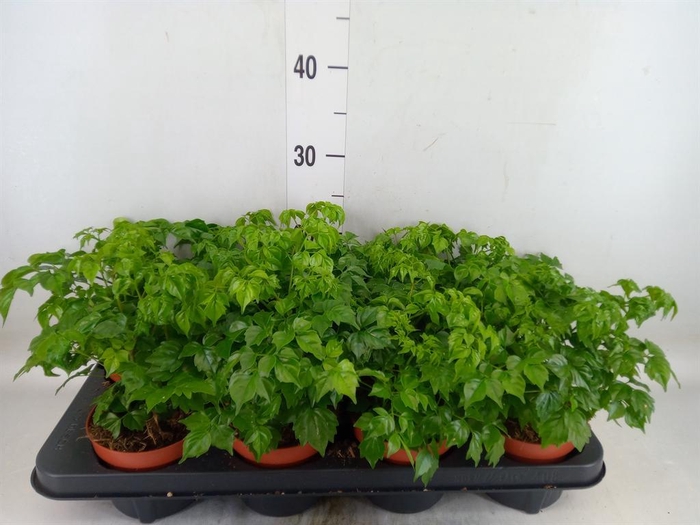 <h4>Radermachera sinica</h4>