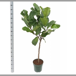 FICUS LYRATA