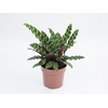 CALATHEA INSIGNIS P17