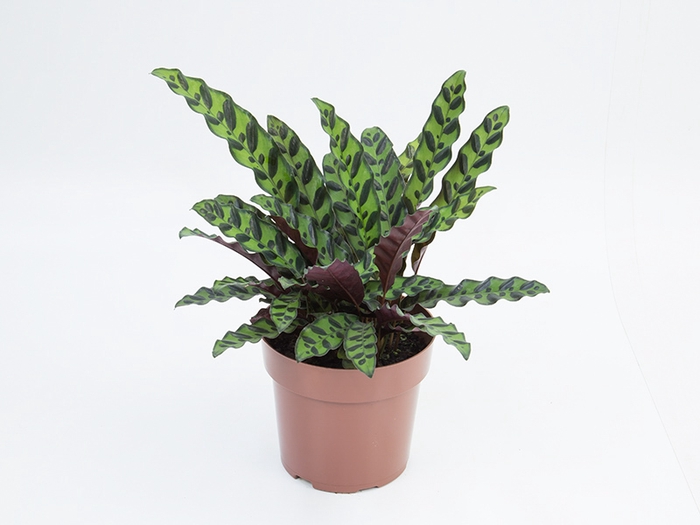 <h4>CALATHEA INSIGNIS P17</h4>