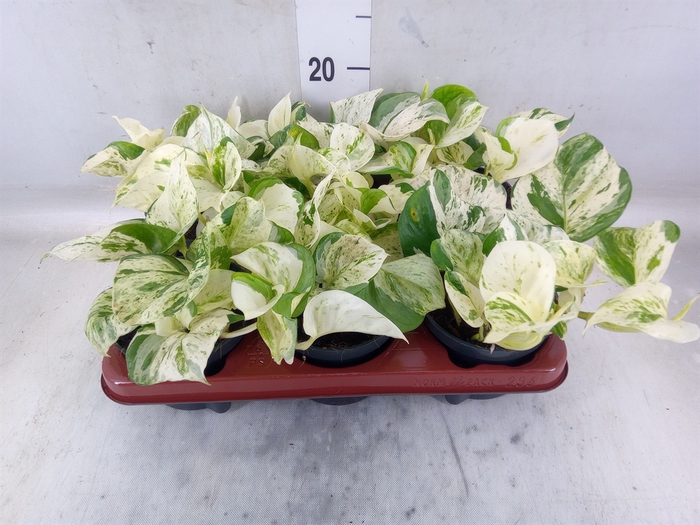 <h4>Epipremnum pinn. 'Happy Leaf'</h4>