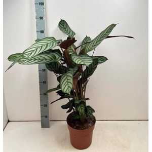 CTENANTHE COMPACTSTA