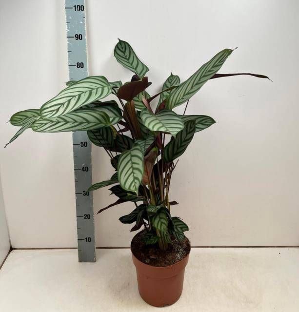 <h4>CTENANTHE COMPACTSTA</h4>