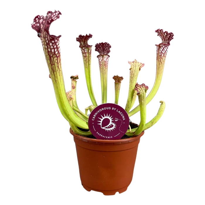 <h4>Sarracenia</h4>