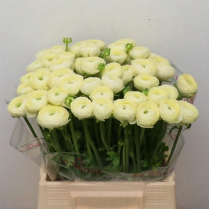 Ran Su Sr Commedia Creme Extra