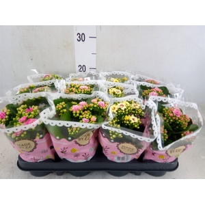 Kalanchoe blos.   ..mix