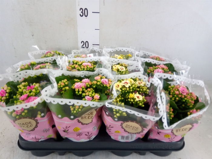 <h4>Kalanchoe blos.   ..mix</h4>