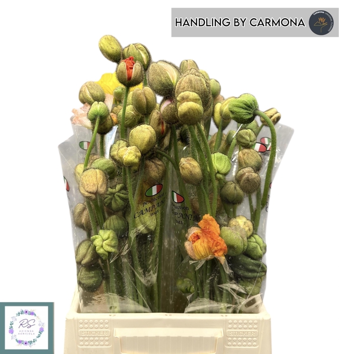 <h4>PAPA NU S POP GEM</h4>