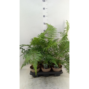 Dicksonia antarctica