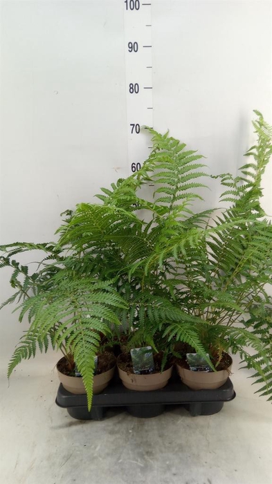 <h4>Dicksonia antarctica</h4>