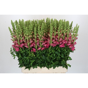 Antirrhinum Antibes Pink