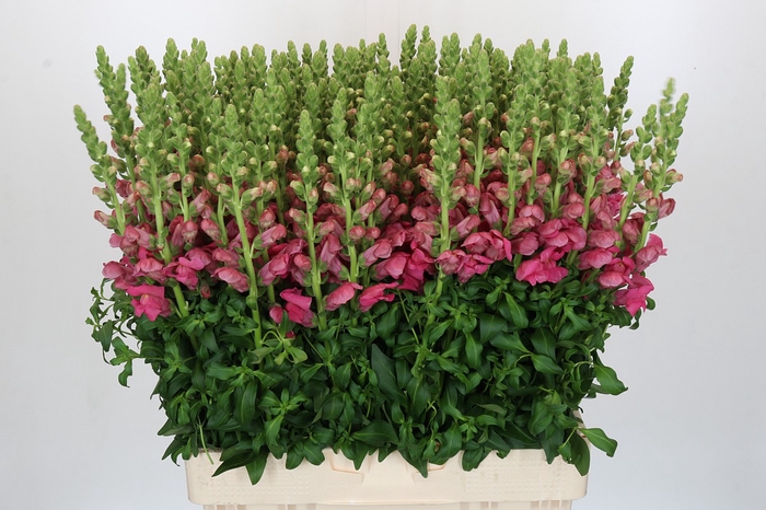 <h4>Antirrhinum Antibes Pink</h4>