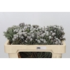 Kaaps Groen Silver Brunia