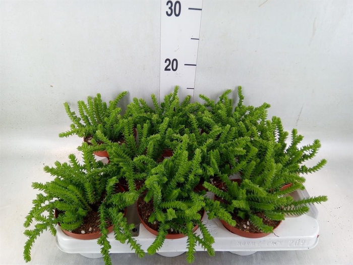 <h4>Crassula ...</h4>