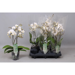 PHAL MF F SOFT CLOUD