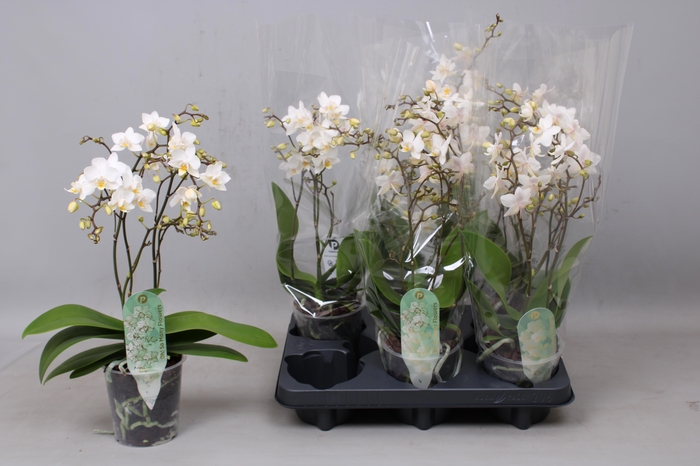 <h4>PHAL MF F SOFT CLOUD</h4>