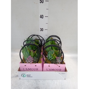 Arr.  Succulents L%