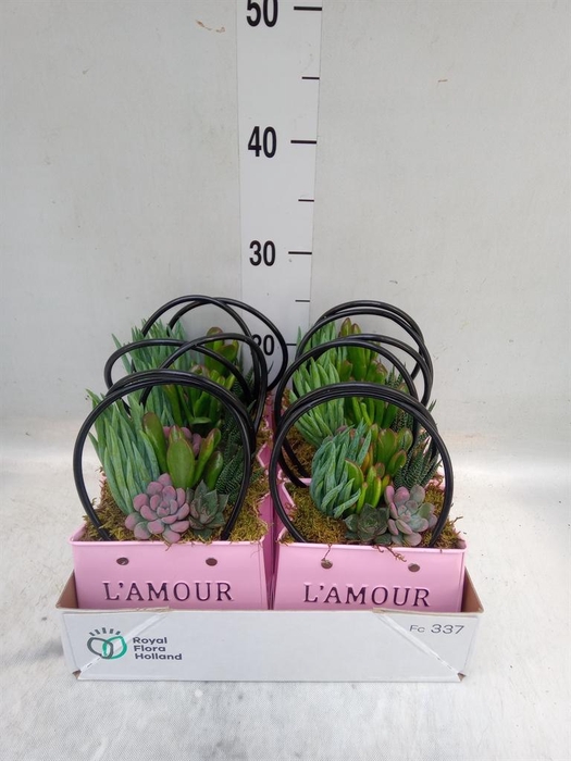 <h4>Arr.  Succulents L%</h4>