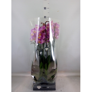 Phalaenopsis  'Ant Split'