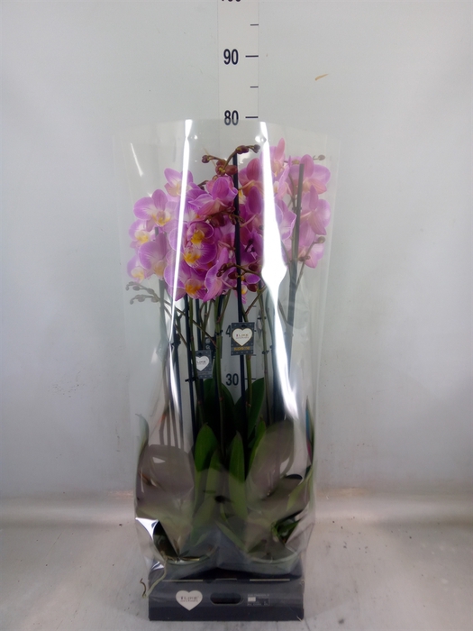 <h4>Phalaenopsis  'Ant Split'</h4>