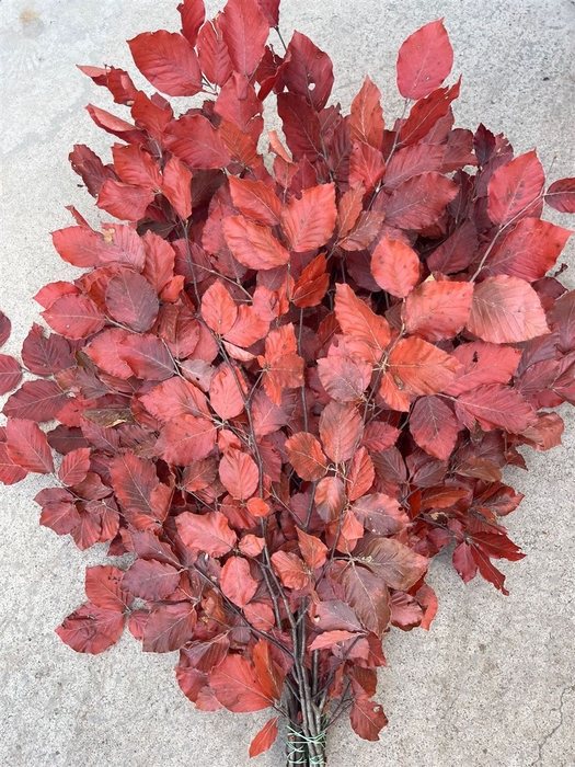 <h4>Dec. Fagus Preserved Red 150gr</h4>