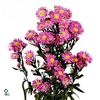 VANDA SALMON