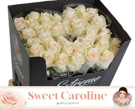 <h4>R Gr Sweet Caroline</h4>