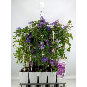 Clematis   ...