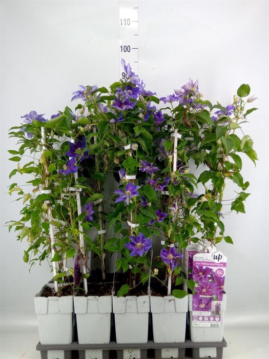 Clematis   ...