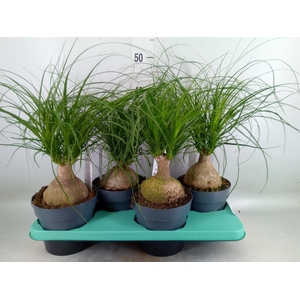 Beaucarnea recurvata