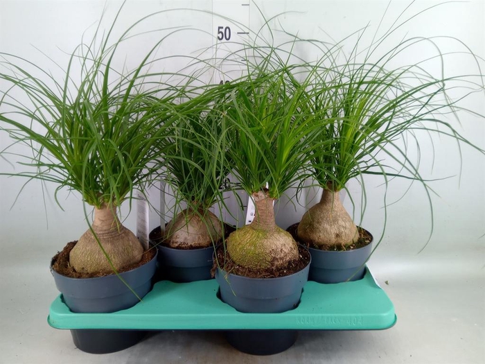 <h4>Beaucarnea recurvata</h4>