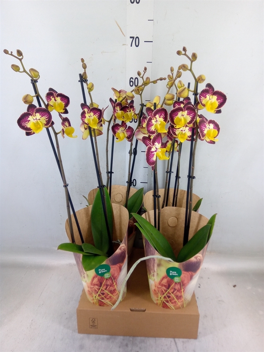 <h4>Phalaenopsis   ...yellow</h4>