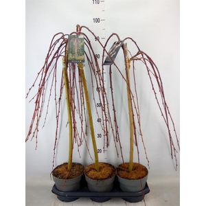 Salix caprea 'Kilmarnock'