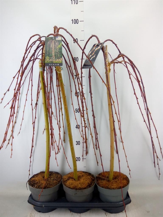 <h4>Salix caprea 'Kilmarnock'</h4>