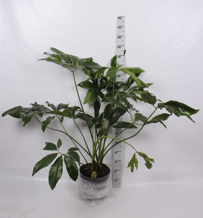 <h4>PHIL FUN BUN</h4>