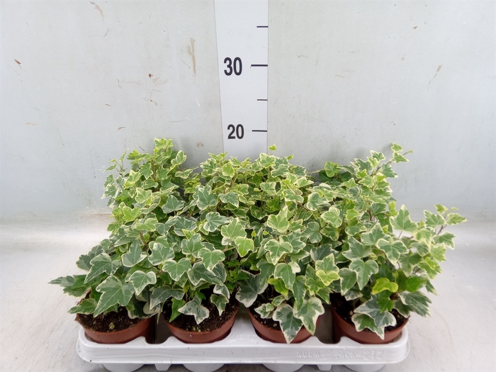 <h4>Hedera helix 'White Wonder'</h4>