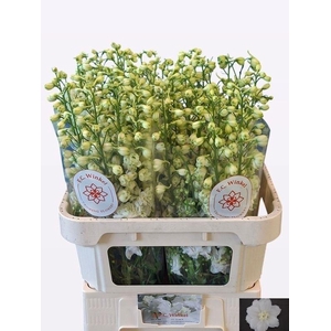 DELPH DU CENT WHITE